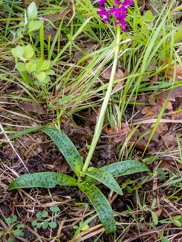 Chiedo conferma per Orchis mascula x Orchis provincialis